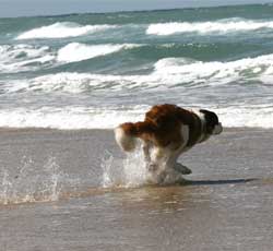 Chien qui coure sur la plage